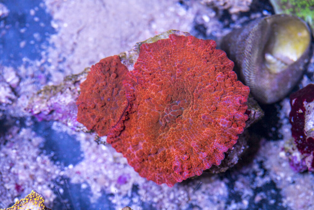 Corallimorph