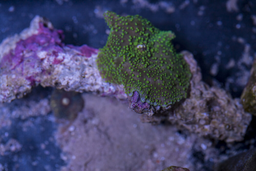 Corallimorph