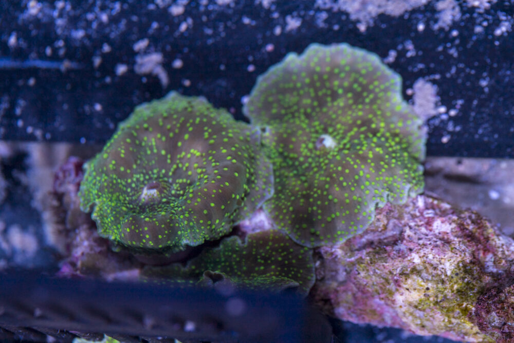 Corallimorph