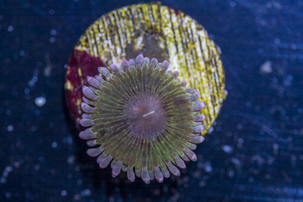 Zoanthid - Chiquita