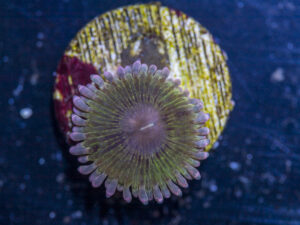 Zoanthid - Chiquita