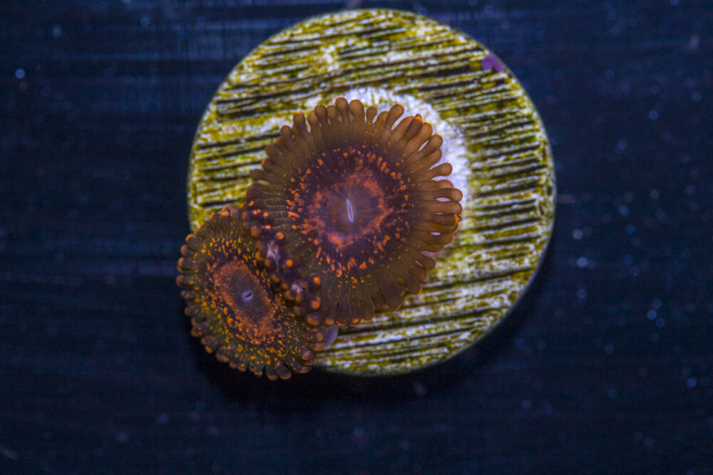 Zoanthid - JZ Azz Krak