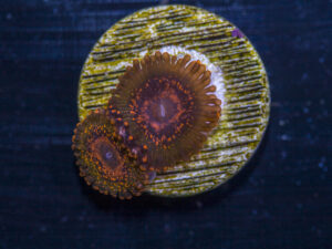 Zoanthid - JZ Azz Krak