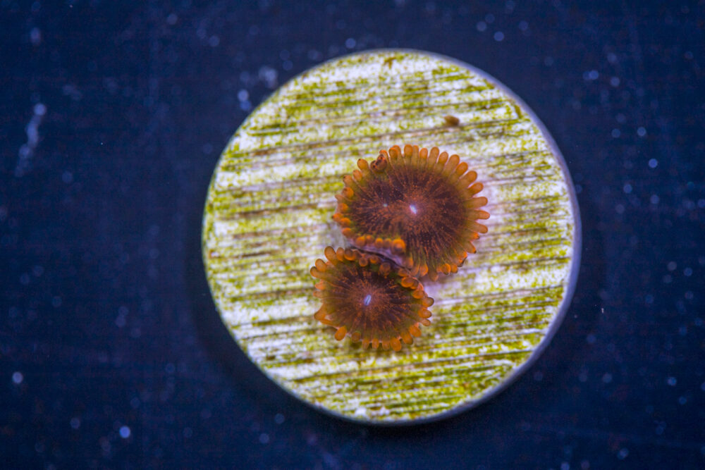 Zoanthid - Speckled Krak