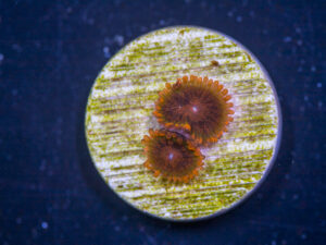 Zoanthid - Speckled Krak