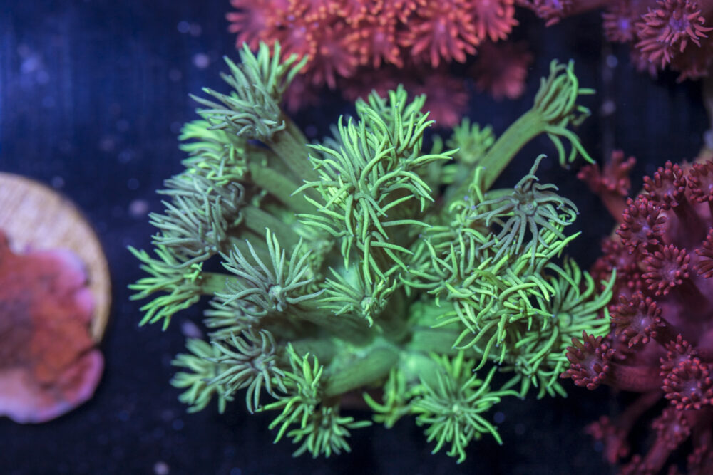 Goniopora