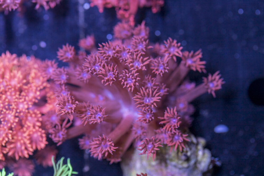 Goniopora