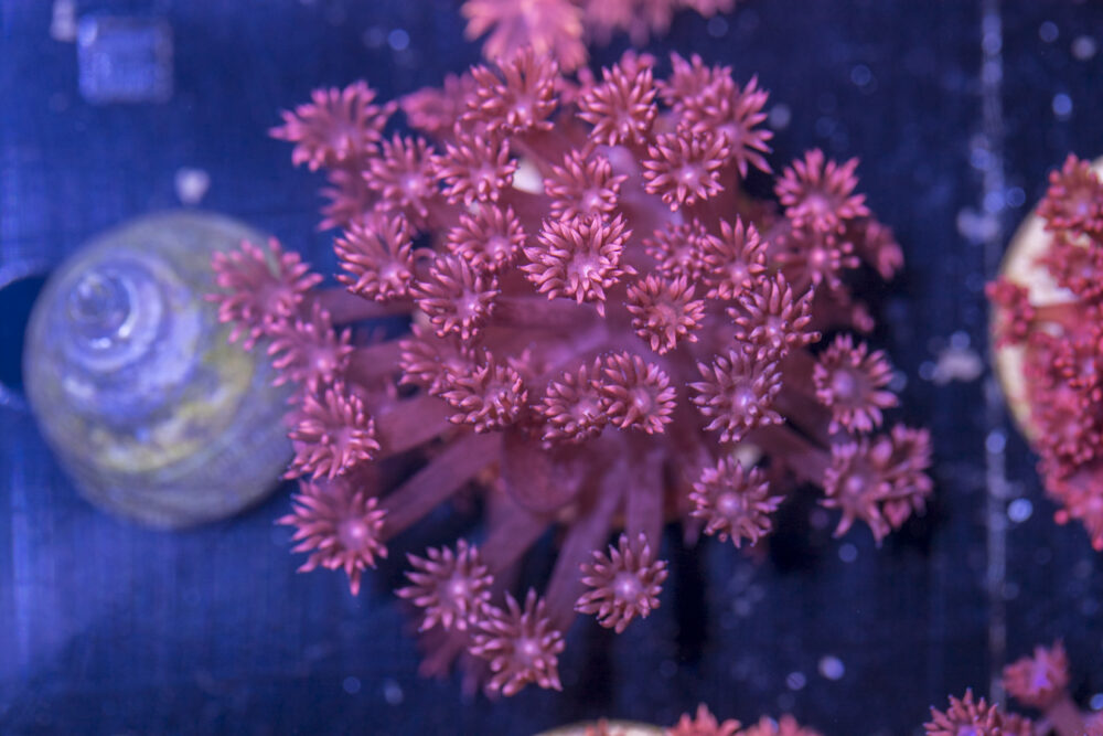 Goniopora