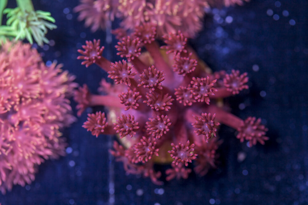 Goniopora