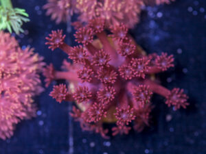 Goniopora