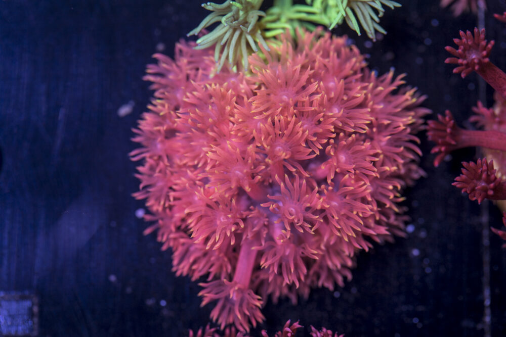 Goniopora - Tequila Sunrise