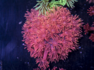 Goniopora - Tequila Sunrise