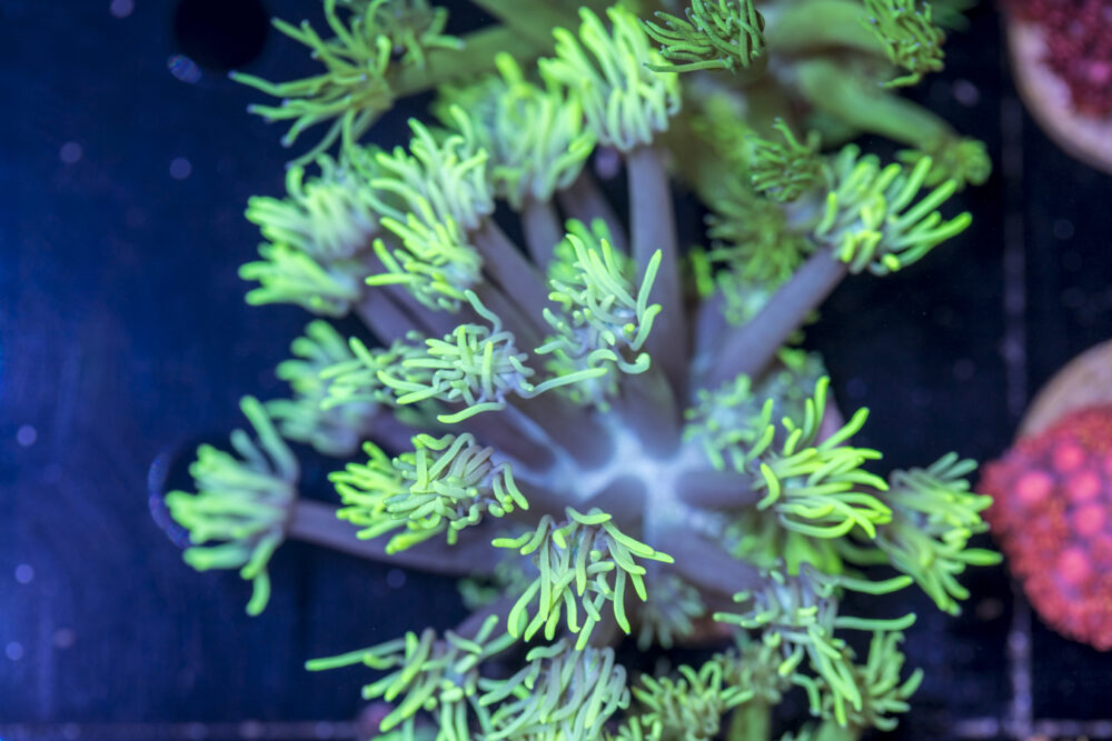 Goniopora