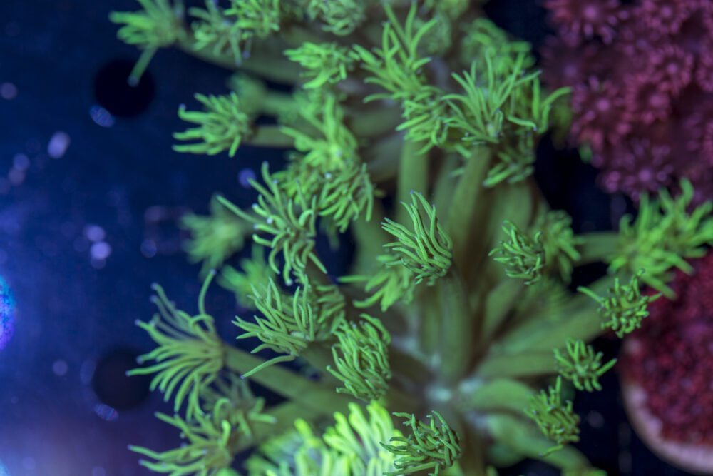 Goniopora