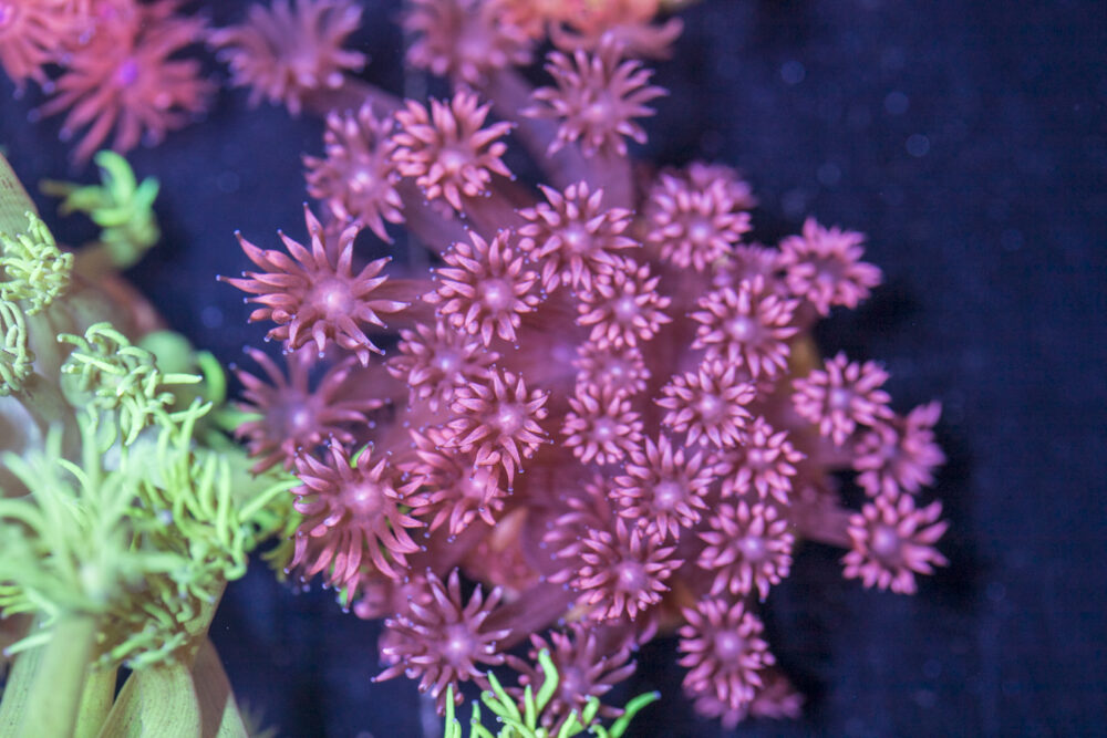 Goniopora