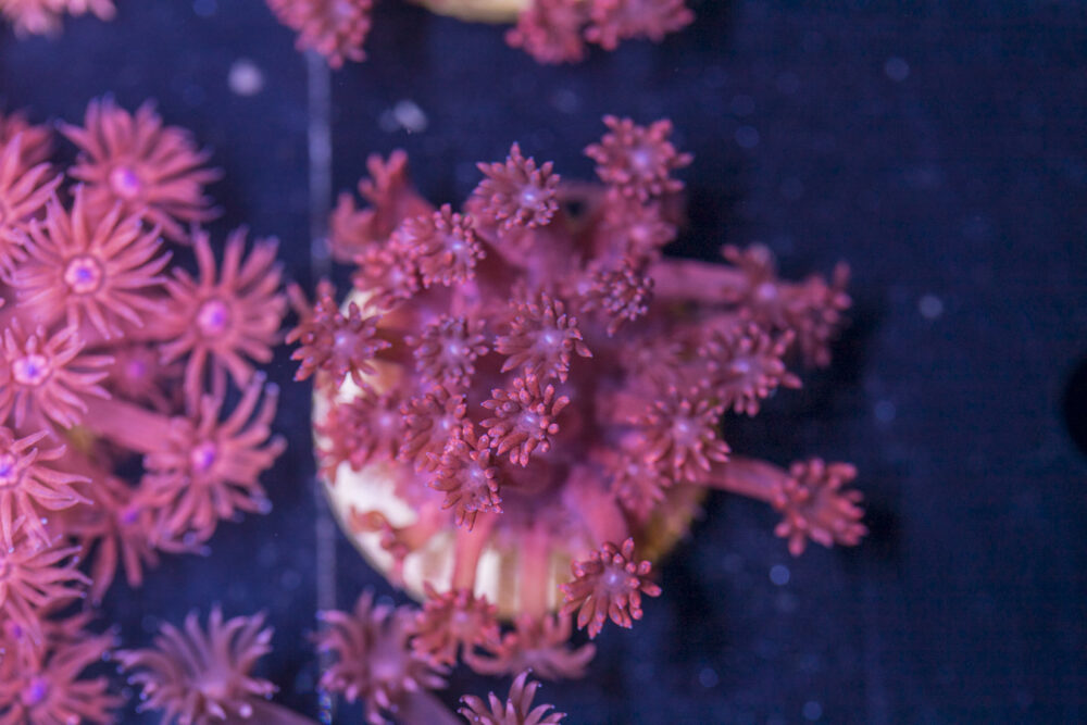 Goniopora