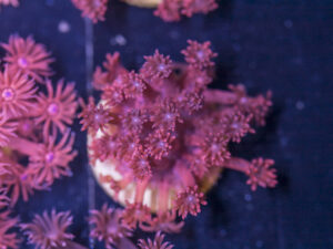 Goniopora
