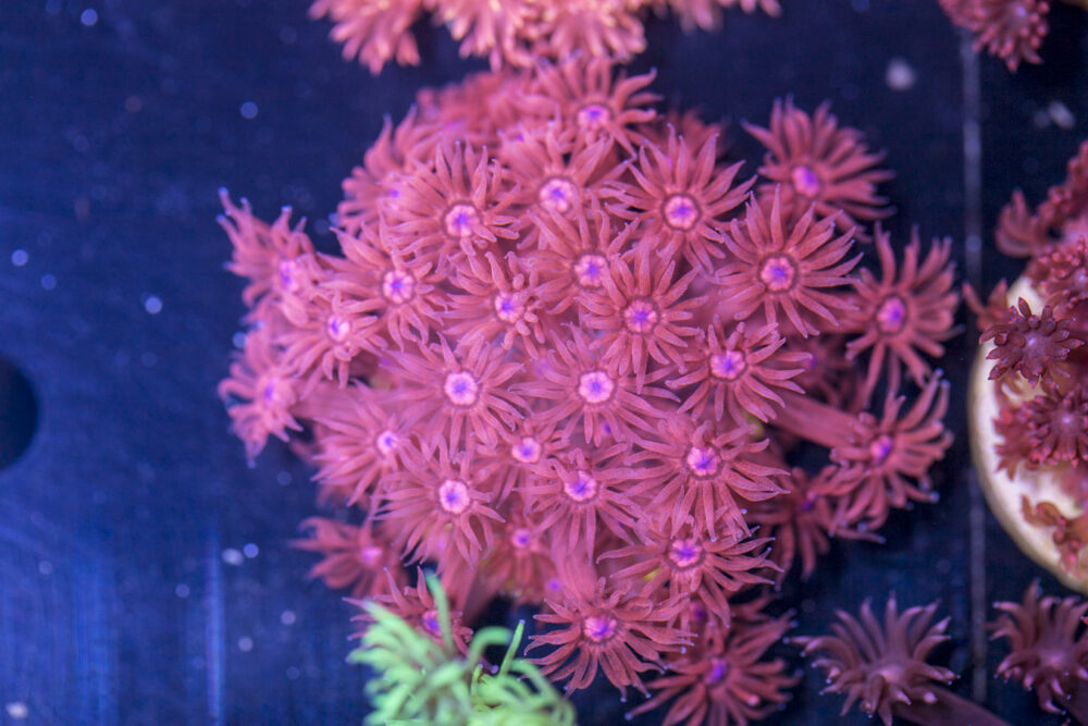 Goniopora