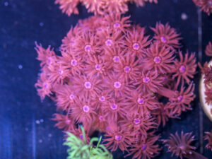 Goniopora