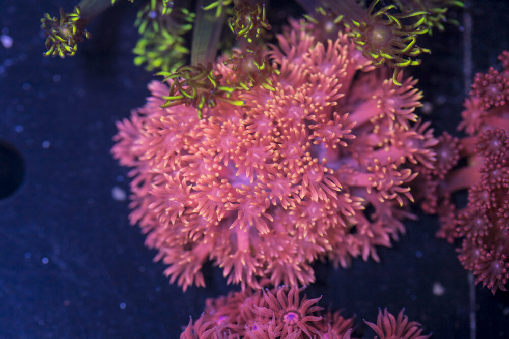 Goniopora - Tequila Sunrise