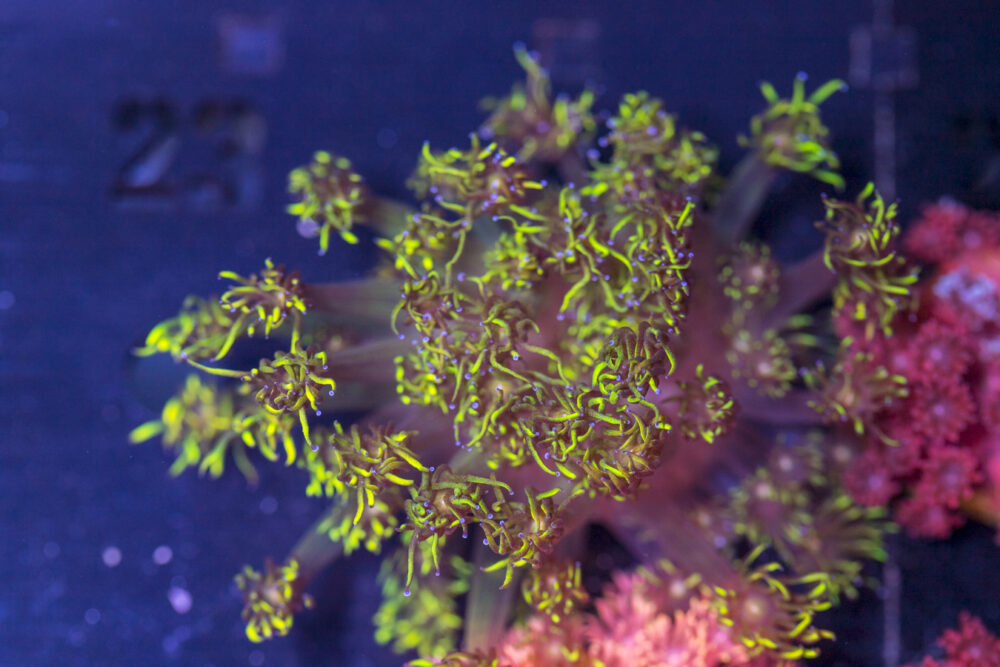 Goniopora - Yellow Tip, Red & Green Stem