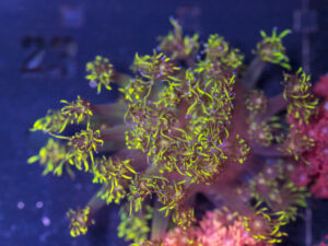 Goniopora - Yellow Tip, Red & Green Stem