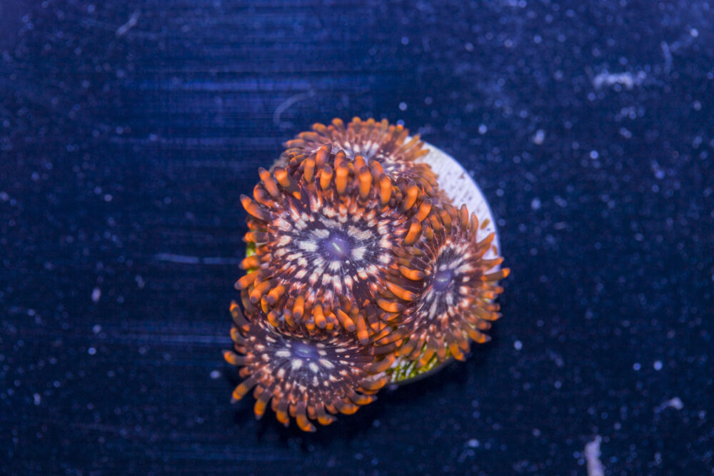 Zoanthids - Utter Chaos