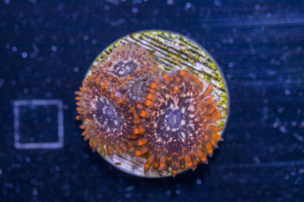 Zoanthids - Utter Chaos