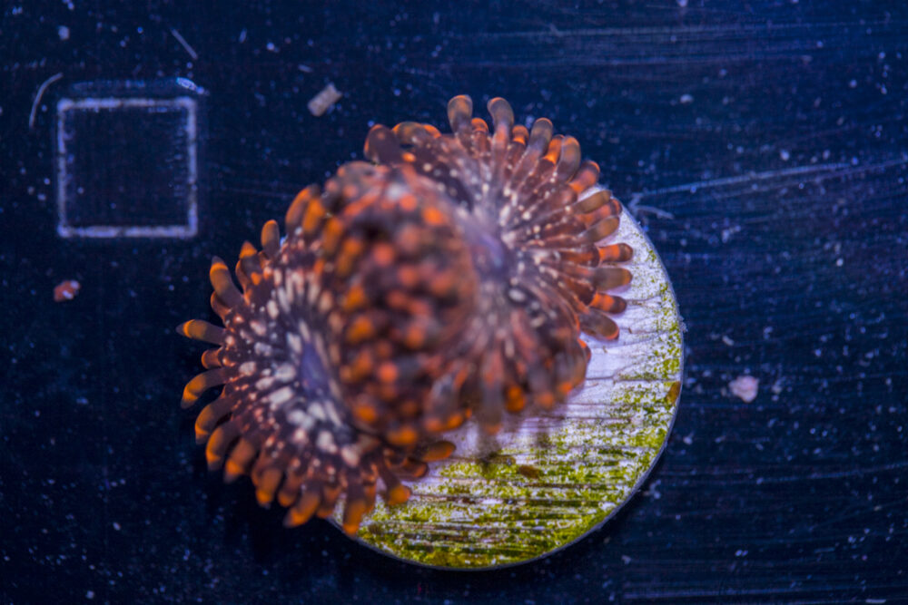 Zoanthids - Utter Chaos