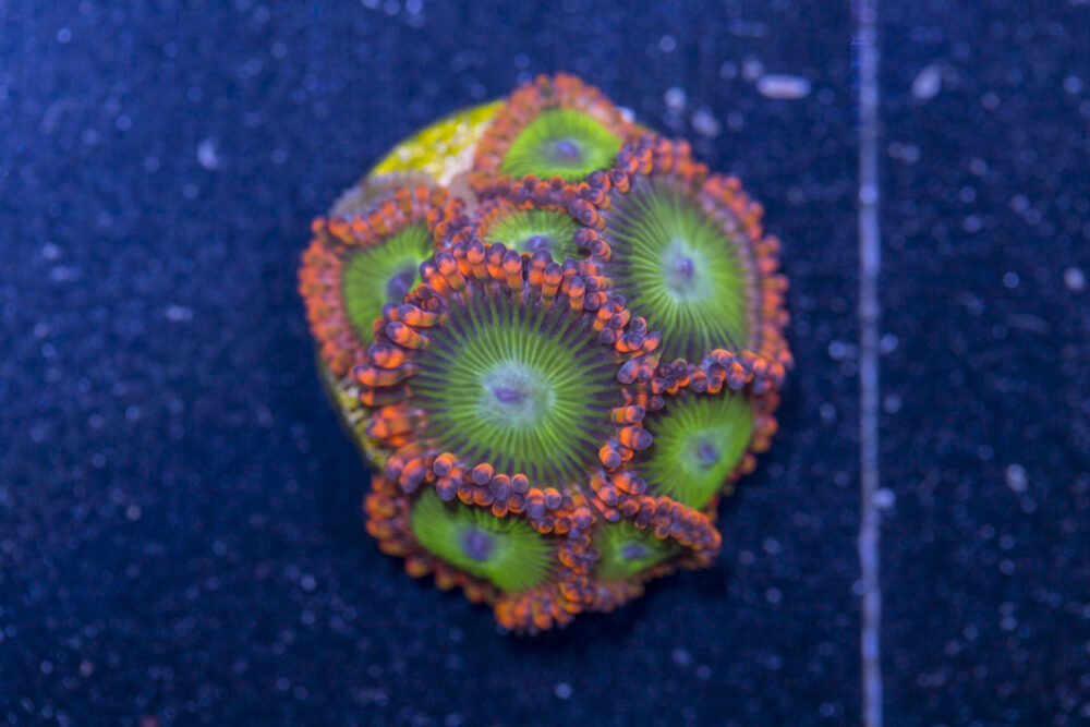 Zoanthids - Electric Oompa Loompa