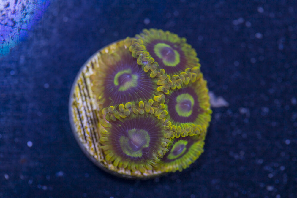 Zoanthids - Rainbow Yoda