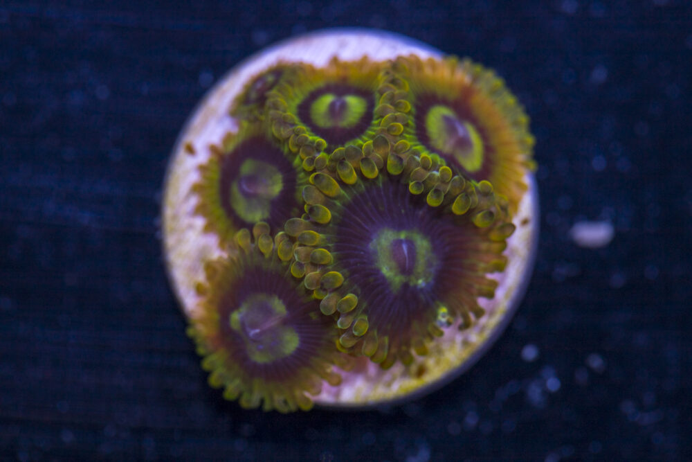 Zoanthids - Rainbow Yoda