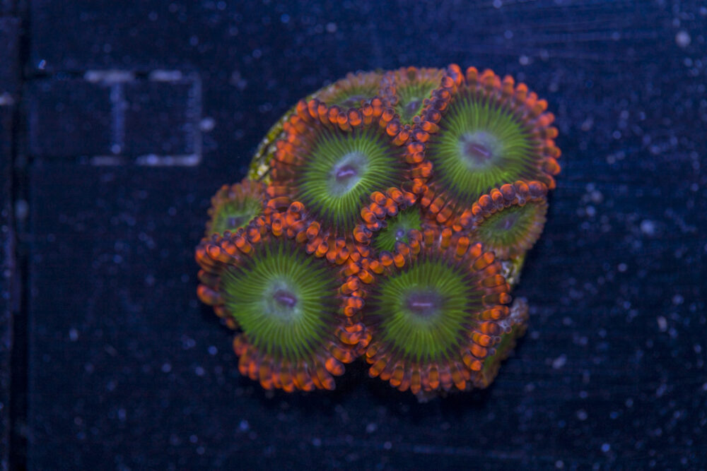 Zoanthids - Electric Oompa Loompa