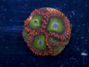 Zoanthids - Electric Oompa Loompa