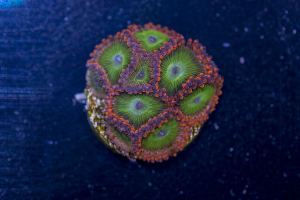 Zoanthids - Electric Oompa Loompa