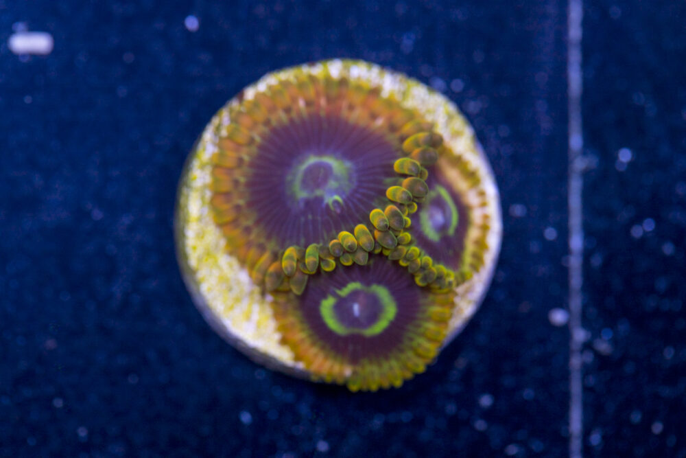 Zoanthids - Rainbow Yoda