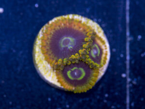 Zoanthids - Rainbow Yoda