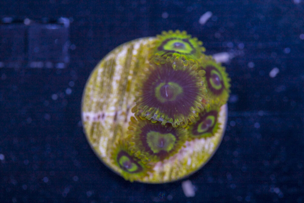 Zoanthids - Rainbow Yoda