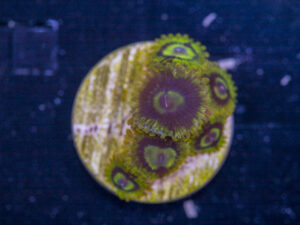 Zoanthids - Rainbow Yoda