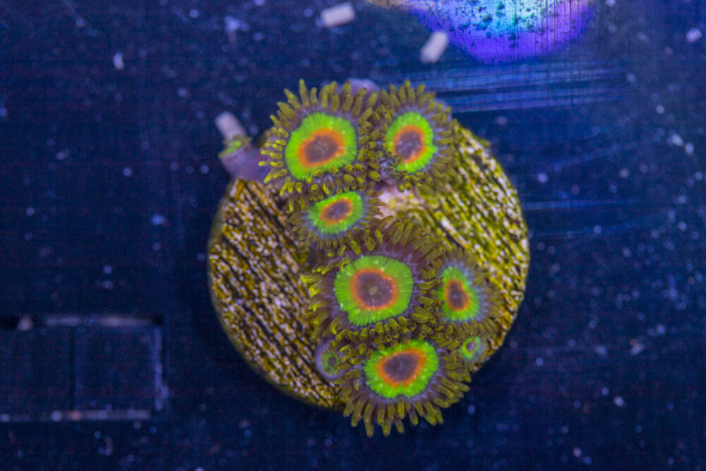 Zoanthids - Rasta