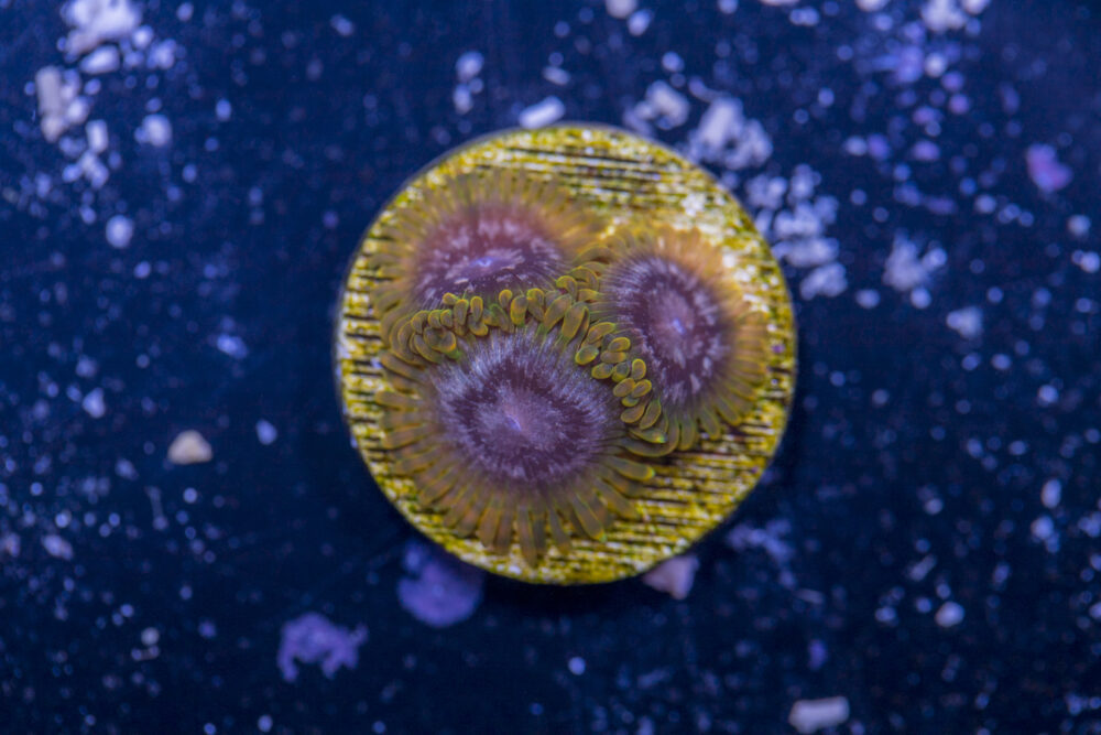 Zoanthids - Acid Reflux