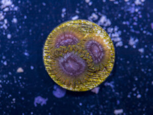 Zoanthids - Acid Reflux