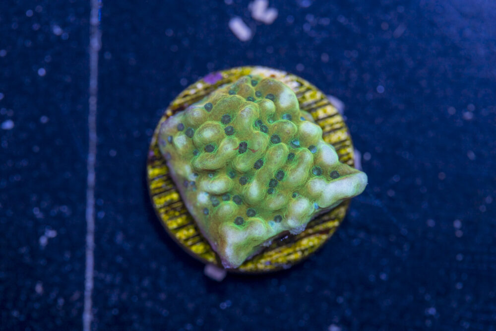 Montipora - Beach Bum