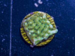 Montipora - Beach Bum