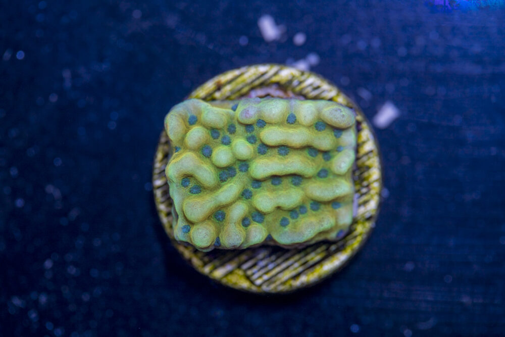 Montipora - Beach Bum