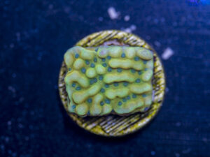 Montipora - Beach Bum