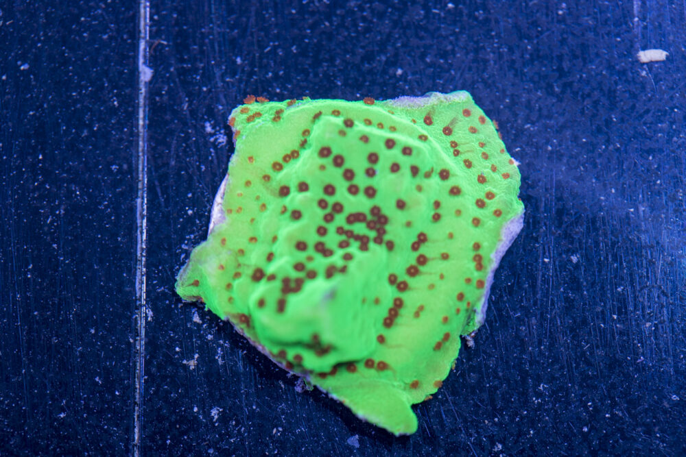 Montipora - Chilli Pepper