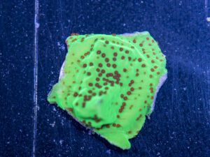 Montipora - Chilli Pepper