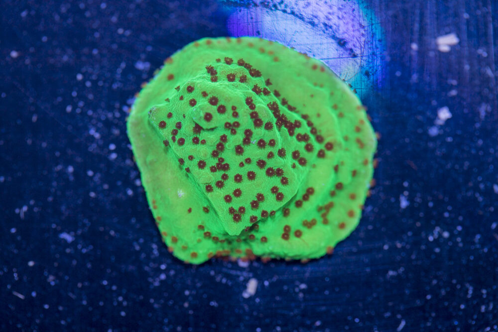 Montipora - Chilli Pepper