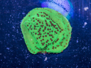 Montipora - Chilli Pepper